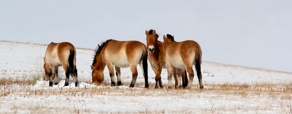 Mongolia