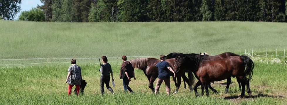 learning horses