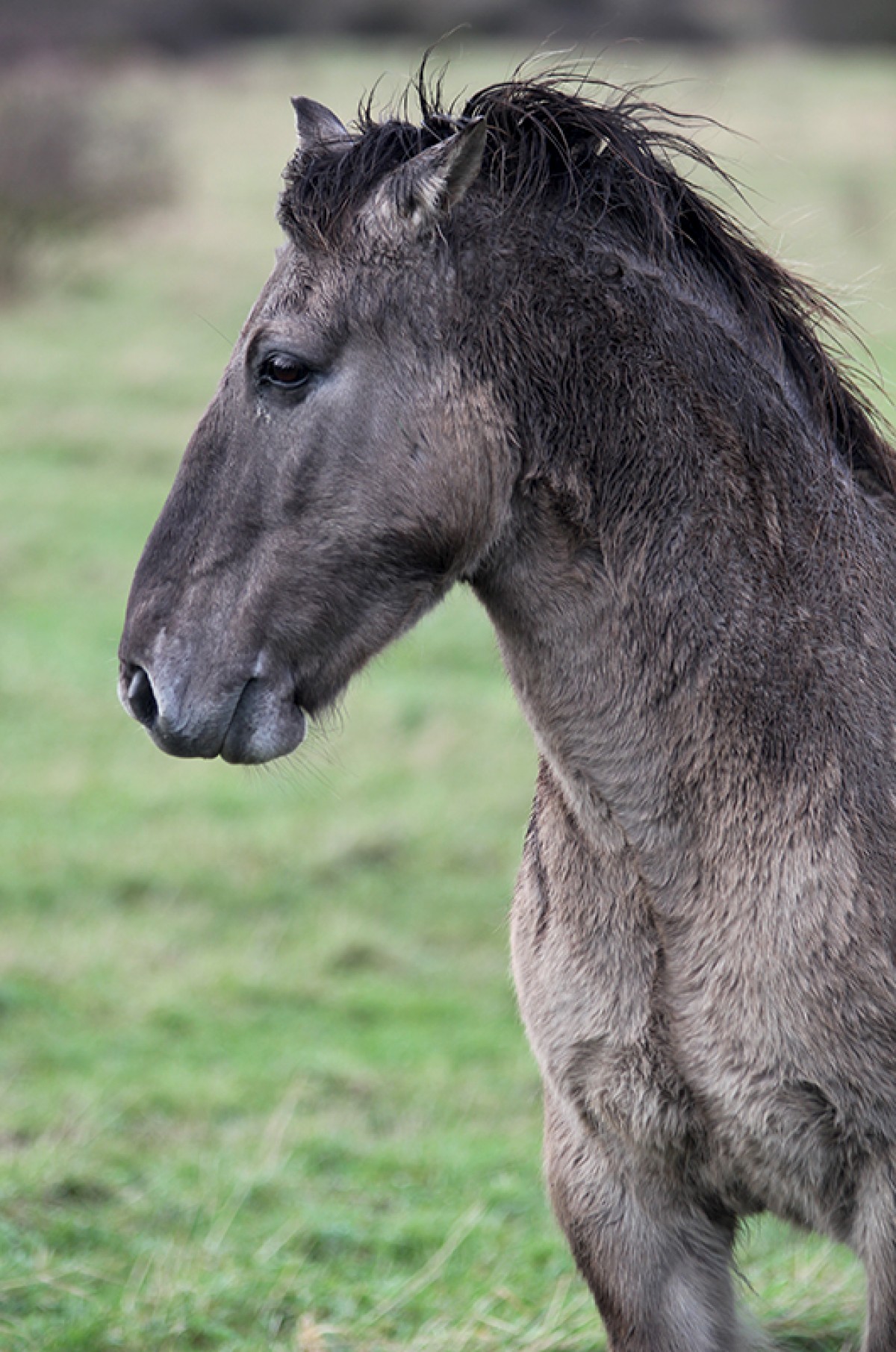 Konik Stallion