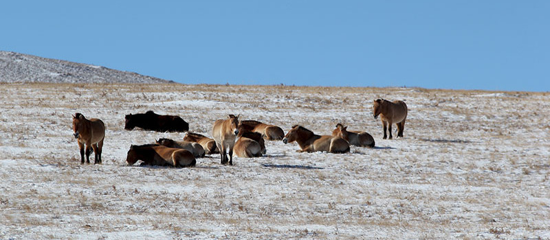 mongolia