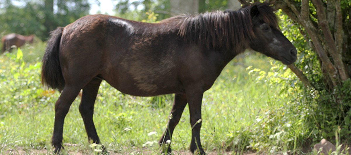 EQUINE WELFARE – MEA CULPA
