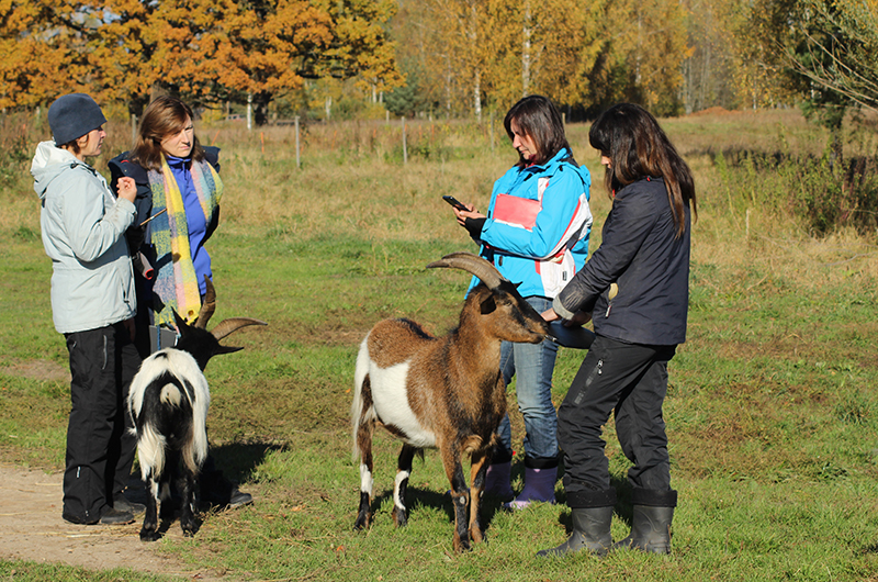 A group of people and goats in Dzīvā pļava in Latvia