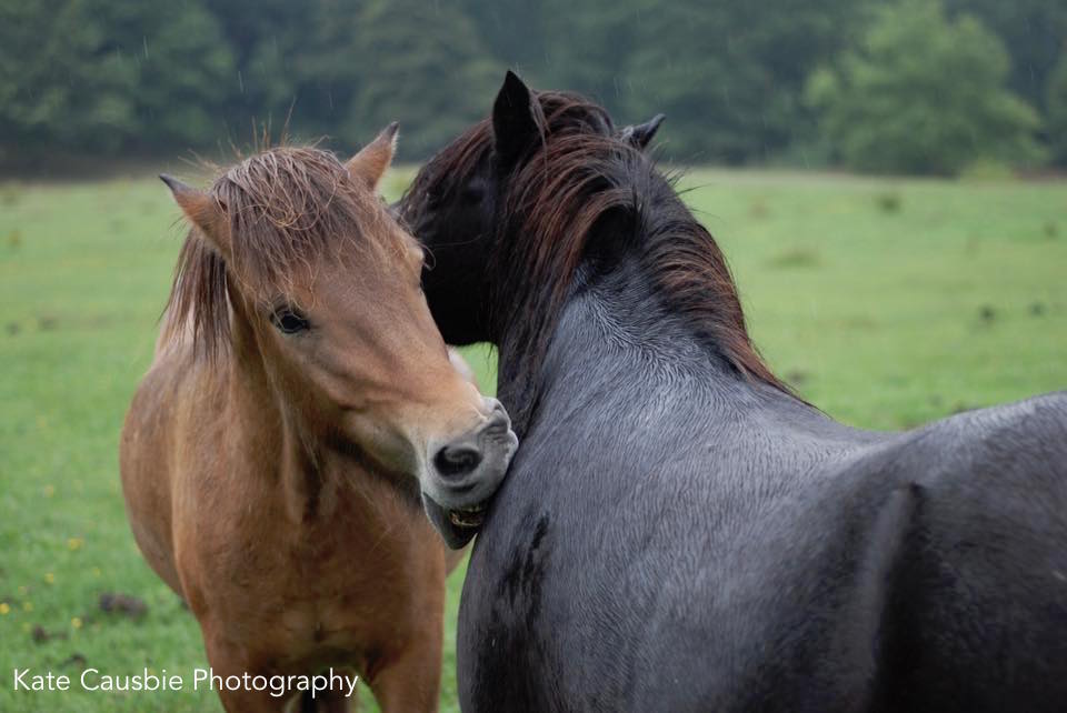 scratching horses