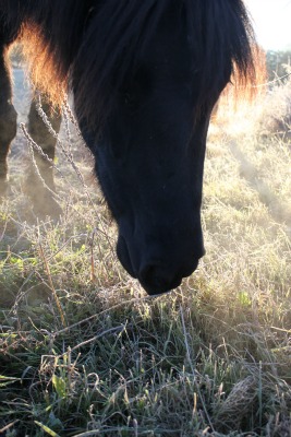 horse and light