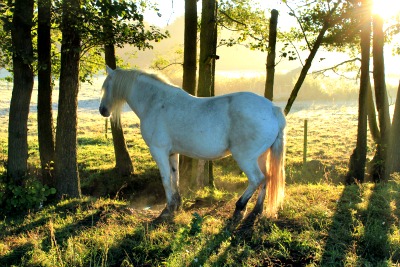 horse standing in sunlight