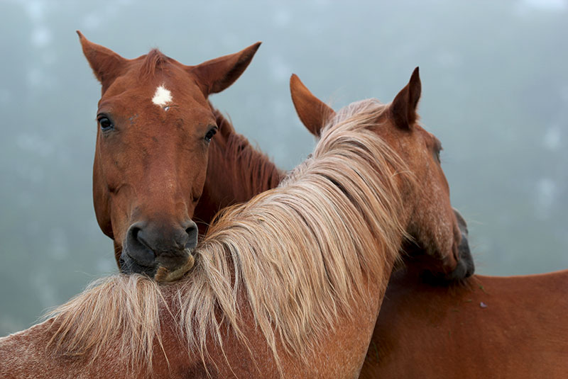 Horses allogrooming