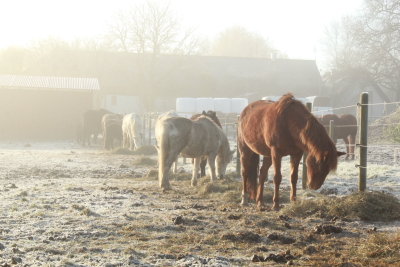horses in frost