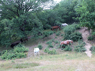 exploring horses