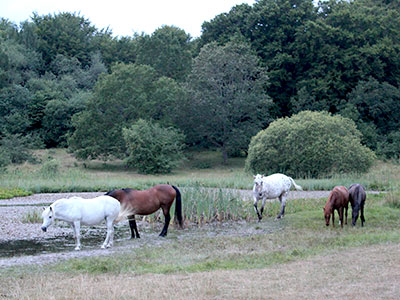 horses by the water