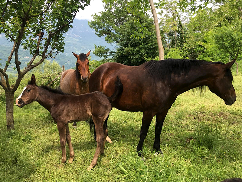 Horse's Land