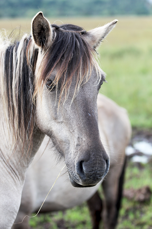 Konik horse