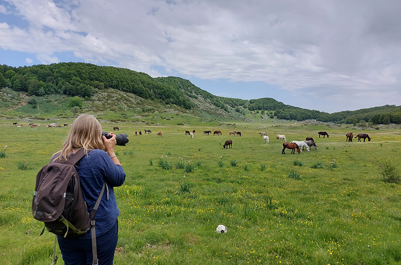 Horse watching