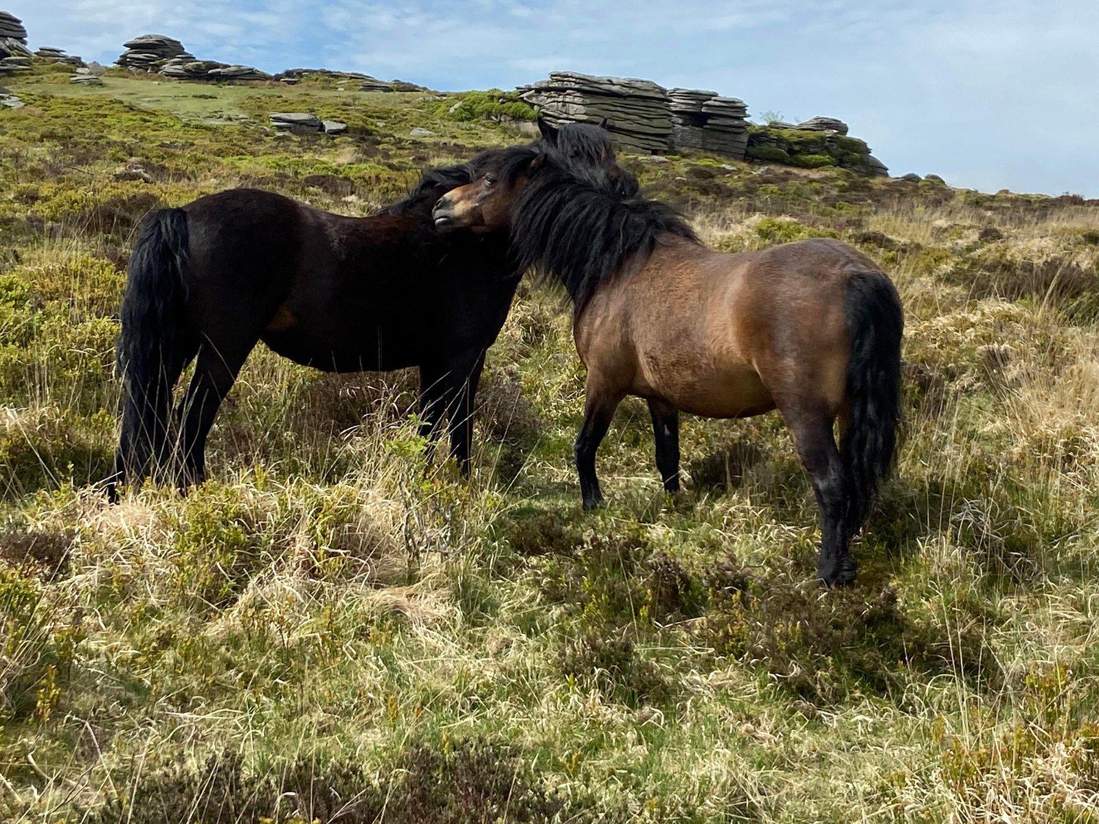 Dartmoor ponies at Dartmoor