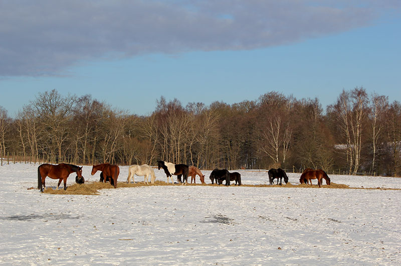 Horses eating rolled out hay on a snowy winter day