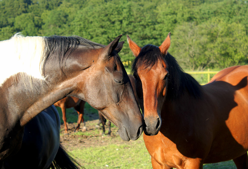 Horses greeting each other