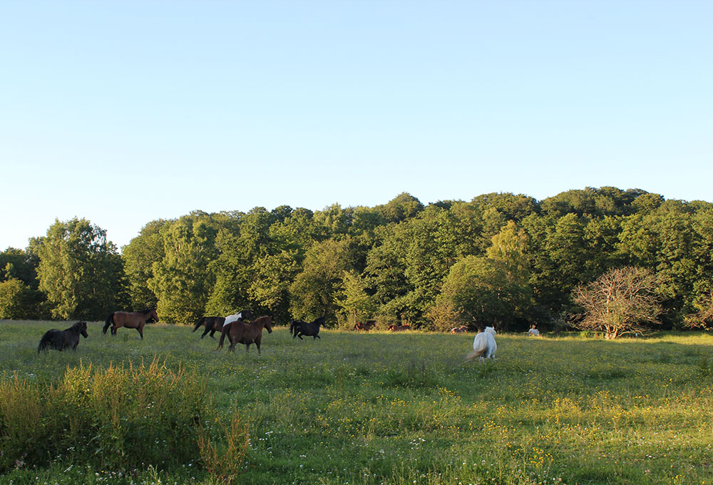 Horses running in a field