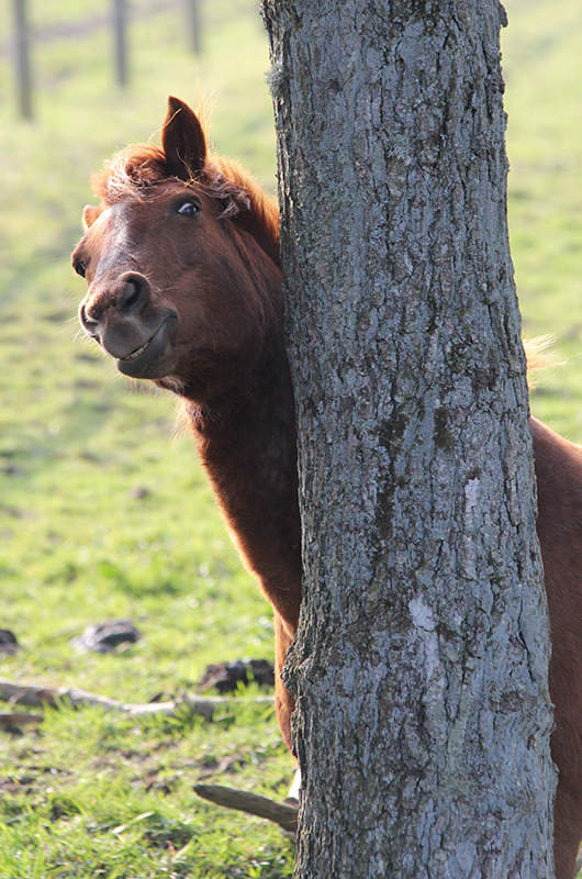 Horse scratching her neck